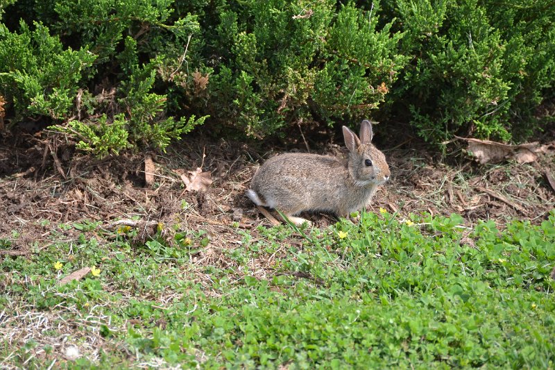 DSC_0252.JPG - Peter Rabbit!