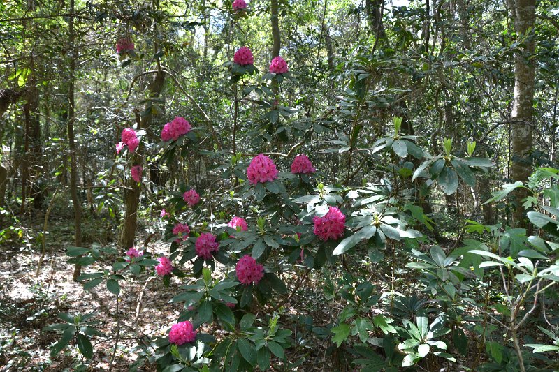 DSC_0171.JPG - Pink rhododendron bush.