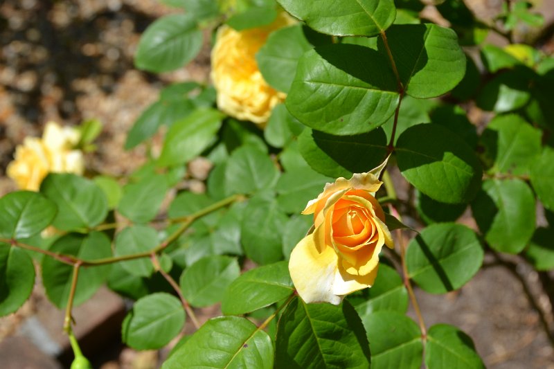 DSC_0174.JPG - Yellow rose