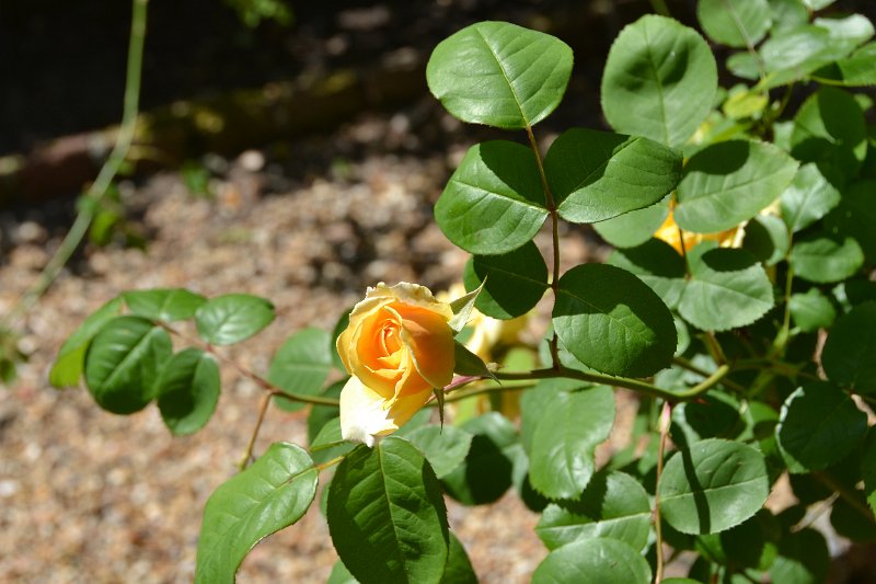 DSC_0175.JPG - Yellow rose.